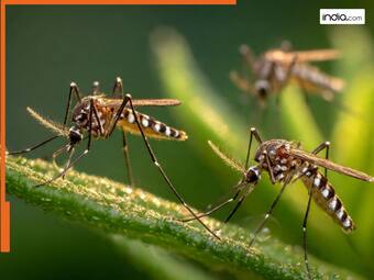 india.com top news