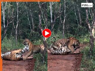 Bagh Ka Video: जंगल में अचानक आमने-सामने आ गए दो बाघ, फिर जो हुआ रोंगटे खड़े हो जाएंगे | देखें वीडियो