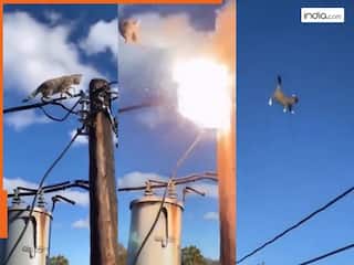 Billi Ka Video: बिल्ली को लगा 11000 वोल्ट का करंट, मगर फिर भी कुछ नहीं हुआ, रोंगटे खड़े कर देगा ये वीडियो