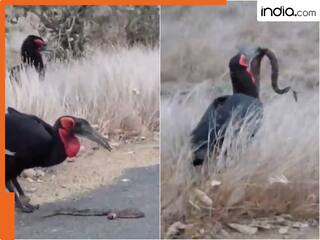 जहरीले सांपों को Noodles की  तरह खा जाते हैं ये पक्षी! Viral Video देख सिर पकड़ लेगें आप