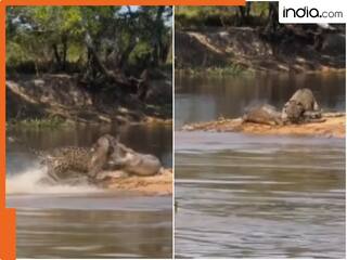 जंगल के साइलेंट किलर ने मगरमच्छ को उसके अड्डे पर बनाया शिकार! Viral Video देख आंखें फटी रह जाएंगी आपकी