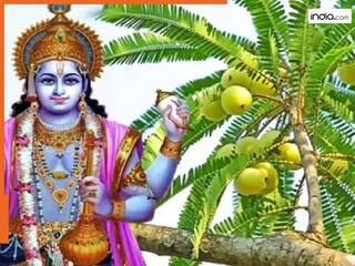 Amla Navami 2025: अक्षय नवमी के दिन मां लक्ष्मी ने खुद की थी आंवले की पूजा...फिर हुई सतयुग की शुरुआत, यहां पढ़ें पौराणिक कथा