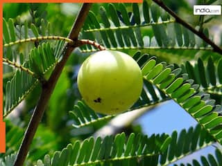 ब्रह्मा जी के आंसू से हुआ था इस चमत्कारी फल का जन्म...आज पूजा करने से मिलता है सभी देवी-देवताओं का आशीर्वाद