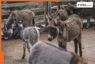 China purchases 200,000 donkeys from Pakistan for..., to open slaughterhouses near...