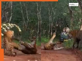 Viral Video: इलाके के वर्चस्व के लिए मां-बेटी में छिड़ा खूनी संघर्ष!  बाघिनों का खौफनाक दंगल देख रह जाएंगे दंग | देखें वीडियो