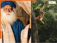 आज राम, कल रावण बनेंगे... Ramayana में रणबीर कपूर के किरदार को लेकर सद्गुरु ने ये क्या कहा, रावण बने यश को बताया हैंडसम