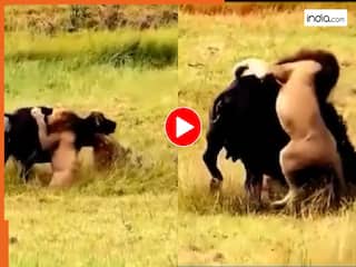 Sher Ka Video: बछड़े के लिए शेर से भिड़ गया भैंसा, फिर जो हुआ दहल उठा हर कोई | देखें वीडियो