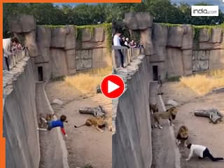 Sher Ka Video: शेर के बाड़े में गिर गया बच्चा, बचाने के लिए मां भी कूद गई, देखिए फिर क्या हुआ