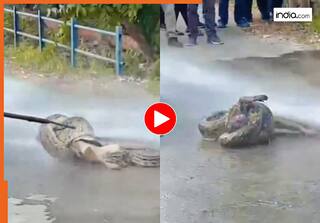 Azgar Ka Video: शिकार को जकड़कर मरोड़ने लगा अजगर, बचाने की हर कोशिश हुई फेल | देखें वीडियो