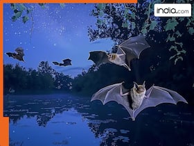 india.com top news