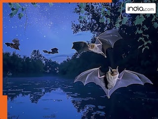 नई महामारी की दस्तक! इस देश में चमगादड़ों में मिला Covid-19 जैसा वायरस, वैज्ञानिकों ने दी चेतावनी