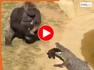 Magarmach ka Video: शिकारी के जबड़े में था बच्चा, बचाने के लिए चिंपैंजी ने जो किया ऐंठ गया मगरमच्छ | देखें वीडियो