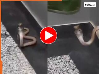 Cobra Ka Video: लिफ्ट में फन फैलाए बैठा था कोबरा, देखते ही भागने लगे लोग... सांप देख आप भी थर्रा जाएंगे | देखें वायरल वीडियो