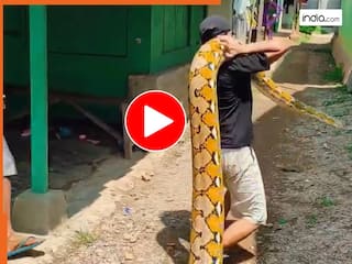 Azgar Ka Video: ये इंसान है या आयरन मैन! अपने से चार गुना बड़े अजगर को उठा लिया कंधे पर | देखें वायरल वीडियो