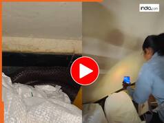 Viral Snake Video: छिपकर बैठा हुआ था ब्लैक कोबरा, महिला की हिम्मत देख चौंक गए लोग | देखें वीडियो
