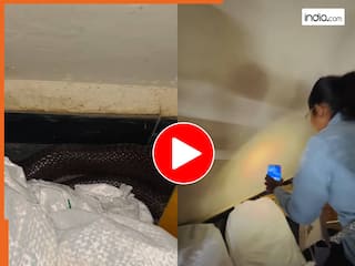 Viral Snake Video: छिपकर बैठा हुआ था ब्लैक कोबरा, महिला की हिम्मत देख चौंक गए लोग | देखें वीडियो