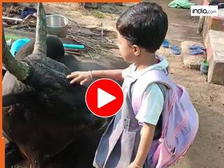 Viral Video: नन्ही बच्ची ने स्कूल जाते वक्त गौ माता से लिया आशीर्वाद, मासूमियत ने जीता सबका दिल | देखें वीडियो