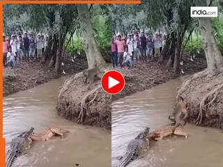 Magarmach Ka Video: हिरण को मगरमच्छ से बचाने आया बंदर, फिर जो हुआ यकीन नहीं होगा | देखें वीडियो