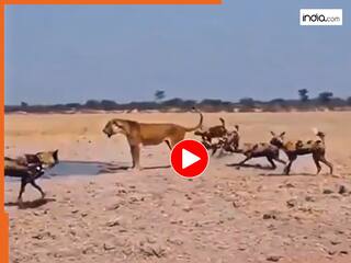 Sherni Ka Video: लकड़बग्घों के चक्रव्यूह में फंस गई शेरनी, फिर जो हाल हुआ दहल उठा जंगल | देखें वीडियो