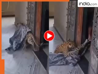 Video: राजस्थान की सुपरवुमन! घर में घुसे तेंदुए को रस्सी से बांधा, महिला की बहादुरी देख दंग हुए लोग