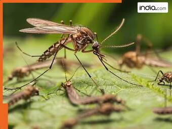 india.com top news