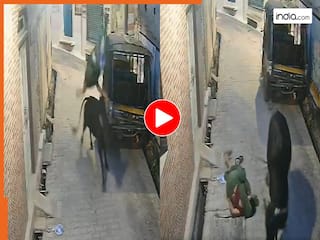 Wild Animal Video: रास्ते में महिला पर सनकी सांड का अटैक, हवा में कई फीट ऊपर उछाल दिया | देखें वीडियो
