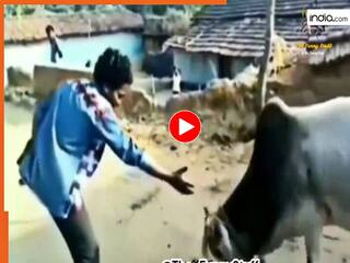Animal Attack Video: नशा चढ़ा तो बैल से भिड़ गया बंदा, फिर मार खाकर वापस आ गया | देखें वीडियो