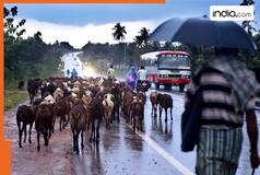 Red alert in Tamil Nadu: Schools and colleges in Chennai, Thiruvallur, Chengalpattu, 12 other districts to remain CLOSED today; Check details