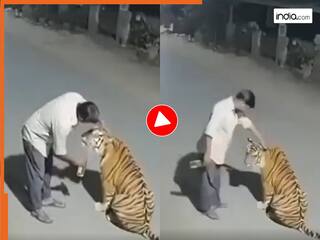 TIGER KA VIDEO: बाघ को बिल्ली समझ बैठा शराबी, फिर बोतल से उसे ही पिलाने लगा | अद्भुत है VIDEO