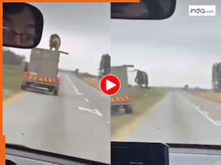 Sher Ka Video: चलते ट्रक से शेर ने मार दी छलांग, फिर जो हुआ आंखों पर यकीन नहीं होगा | देखें वीडियो