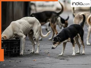 Teachers in Delhi now responsible for handling stray dogs? Delhi Govt issues clarification, says 'Heads of all offices, schools, and...'