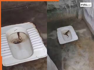 VIDEO: टॉयलेट सीट पर बैठने ही वाला था शख्स तभी निकल आया नाग, आगे जो हुआ देखकर रोंगटे खड़े हो जाएंगे