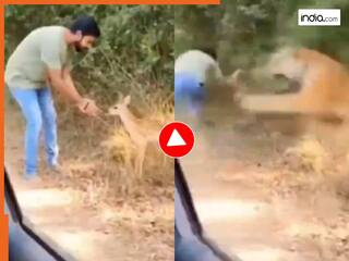 VIDEO: हिरण को पुचकार रहे शख्स पर झपट पड़ा बाघ, मौत सामने देखी तो दोस्त पहले ही भाग निकले | रोंगटे खड़े कर देगा VIDEO