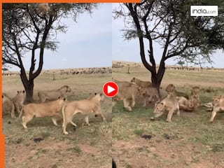 Sher Ka Video: शेरों का पूरा झुंड ही डरपोक निकला यहां, इस जानवर को देखते ही सब भाग निकले | देखें वीडियो
