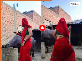 Bhabhi Ka Dace: भैंस को चारा डालते ही डांस करने लगीं भाभी, सिर्फ 15 सेकंड में लूट ली सारी महफिल | देखें VIDEO