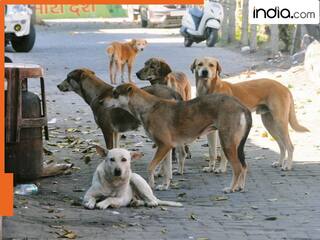 अस्पतालों, स्कूलों के बाहर से कब तक हटाए जाएंगे आवारा कुत्ते, फीडिंग को लेकर क्या हैं नियम, लापरवाही पर किसकी जवाबदेही?