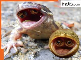 मेंढक के मुंह के अंदर निकली आंखें! Viral फोटो ने उड़ाए लोगों के होश, वैज्ञानिक भी रह गए दंग