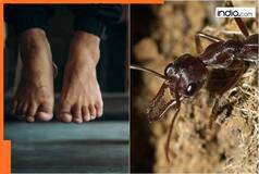 SHOCKING! Telangana woman commits suicide due to fear of ants, suicide note reads 'I'm sorry, can't live with...'