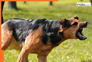 Delhi SHOCKER! Pitbull attacks 6-year-old, bites off ear; owner arrested, dog was brought by accused's son who is in jail for...