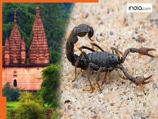 देश के इस मंदिर में हर साल लगता है जहरीले बिच्छुओं का मेला, भक्तों पर नहीं होता डंक का कोई भी असर!