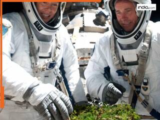 Moss in space: वैज्ञानिकों ने 9 महीने तक अंतरराष्ट्रीय स्पेस स्टेशन के बाहर लगाया Moss, फिर भी रहा 'जिंदा'
