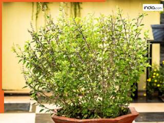 Tulsi Plant: घर में अपने आप उग गई है तुलसी तो समझ जाइए बदलने वाली है किस्मत...मां लक्ष्मी की कृपा से होगा धन लाभ