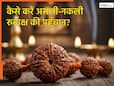 Rudraksha Remedies: कैसे करें असली और नकली रुद्राक्ष की पहचान? जानिए किस राशि के लिए कौन-सा रुद्राक्ष होता है लकी
