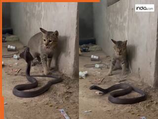 CAT VS COBRA FIGHT: बिल्ली ने ही किंग कोबरा की फील्डिंग सेट कर दी, पास आते ही खत्म कर दिया खेल | चौंकाएगा देगा VIDEO