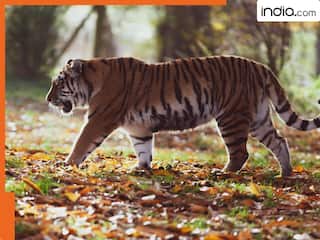 प्यार की तलाश में टाइगर ने पार की नदियां और जंगल! महाराष्ट्र से चलकर अकेले पहुंच गया तेलंगाना, जानें पूरी स्टोरी