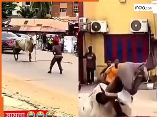 आ बैल मुझे मार...शख्स ने बैल को खुद बुलाया और हवा में उड़ गया बेचारा, VIDEO देखकर हंसी नहीं रुकेगी