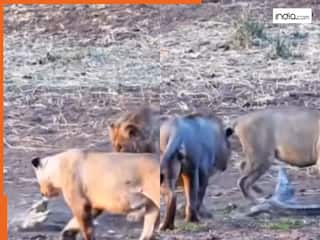 मगरमच्छ को दबोचने में फेल हो गईं सारी शेरनी, तभी शेर ने पकड़ ली कमजोर नस | रोंगटे खड़े कर देगा ये VIDEO