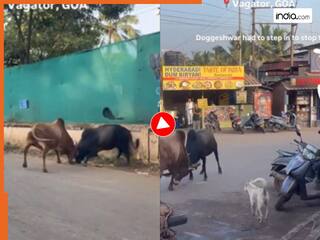 Funny Video: सांडों की लड़ाई में रेफरी बन गया डॉगी, फिर जो दिखा पूरा दिन हंसी नहीं रुकेगी | देखिए वीडियो