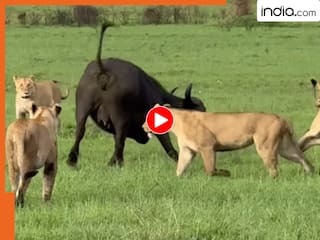 Viral Video: असली 'बाहुबली' मां! 10 खूंखार शेरों से भिड़ गई अकेली भैंस, बछड़े को बचाने के लिए कर दिया महायुद्ध