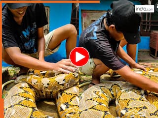 Azgar Ka Video: साबुन लगाकर अजगर को नहलाने लगा शख्स, तभी जो दिखा सोच नहीं सकते | देखें वीडियो